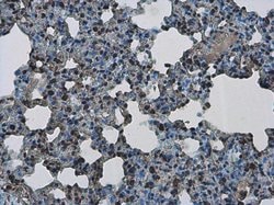 Invitrogen PHF10 Polyclonal Antibody 100 &mu;L; Unconjugated:Antibodies,