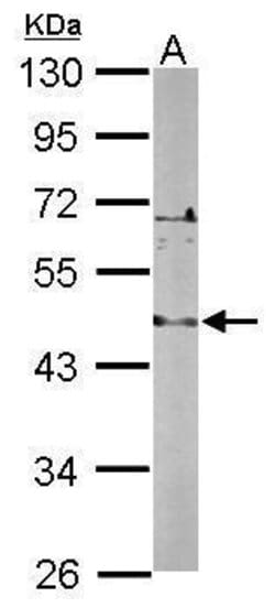 Invitrogen LDB2 Polyclonal Antibody 100 &mu;L; Unconjugated:Antibodies,