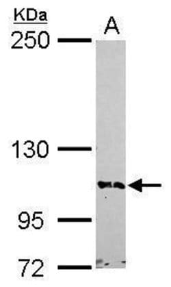 Invitrogen BRD1 Polyclonal Antibody 100 &mu;L; Unconjugated:Antibodies,