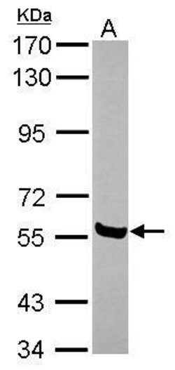 Invitrogen AMIGO1 Polyclonal Antibody 100 &mu;L; Unconjugated:Antibodies,