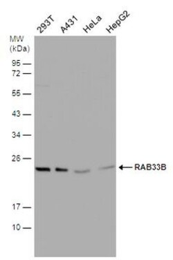 Invitrogen RAB33B Polyclonal Antibody 100 &mu;L; Unconjugated:Antibodies,
