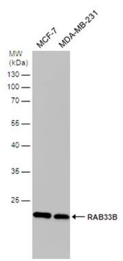 Invitrogen RAB33B Polyclonal Antibody 100 &mu;L; Unconjugated:Antibodies,