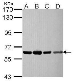 Invitrogen NXF3 Polyclonal Antibody 100 &mu;L; Unconjugated:Antibodies,