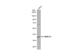 Invitrogen HDAC11 Polyclonal Antibody 100 &mu;L; Unconjugated:Antibodies,