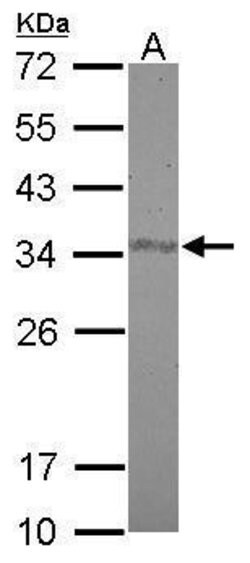 Invitrogen FAM84A Polyclonal Antibody 100 &mu;L; Unconjugated:Antibodies,