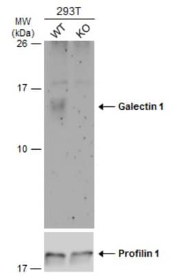 Invitrogen Galectin 1 Polyclonal Antibody 100 &mu;L; Unconjugated:Antibodies,