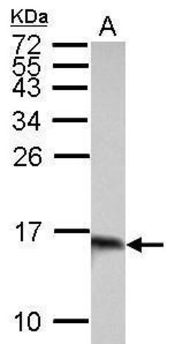 Invitrogen Galectin 1 Polyclonal Antibody 100 &mu;L; Unconjugated:Antibodies,