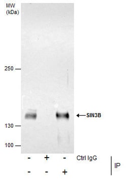 Invitrogen SIN3B Polyclonal Antibody 100 μL; Unconjugated:Antibodies,