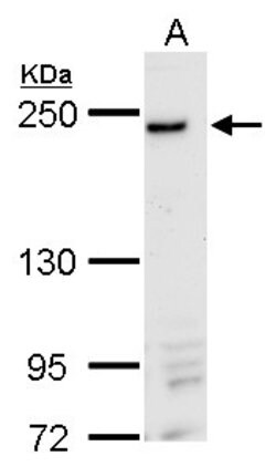 Invitrogen DNMBP Polyclonal Antibody 100 &mu;L; Unconjugated:Antibodies,