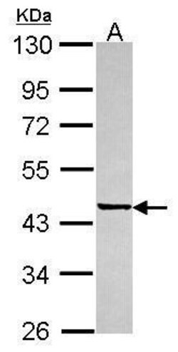 Invitrogen SGCE Polyclonal Antibody 100 &mu;L; Unconjugated:Antibodies,