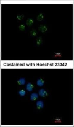 Invitrogen STAU2 Polyclonal Antibody 100 &mu;L; Unconjugated:Antibodies,