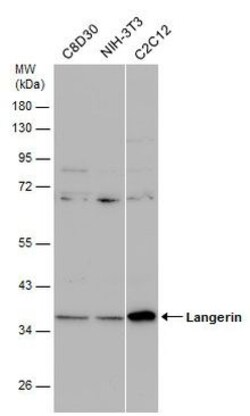 Invitrogen Langerin Polyclonal Antibody 100 &mu;L; Unconjugated:Antibodies,