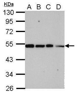 Invitrogen TRIP15 Polyclonal Antibody 100 &mu;L; Unconjugated:Antibodies,