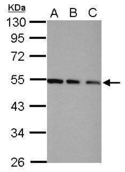 Invitrogen TRIP15 Polyclonal Antibody 100 &mu;L; Unconjugated:Antibodies,