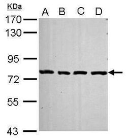 Invitrogen PCDHA2 Polyclonal Antibody 100 &mu;L; Unconjugated:Antibodies,