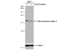 Invitrogen POLE3 Polyclonal Antibody 100 &mu;L | Buy Online | Invitrogen&trade; | Fisher Scientific