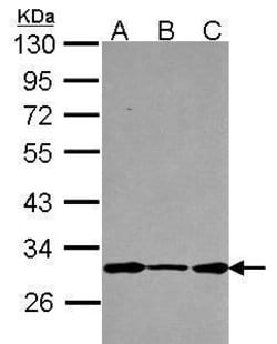 Invitrogen DCUN1D1 Polyclonal Antibody 100 &mu;L; Unconjugated:Antibodies,