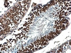 Invitrogen DDX4 Polyclonal Antibody 100 &mu;L; Unconjugated:Antibodies,