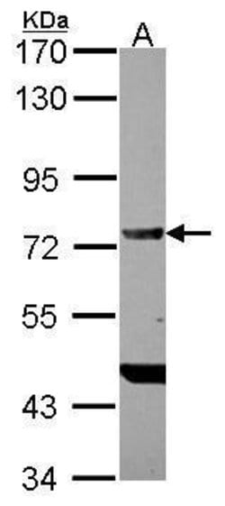 Invitrogen DDX4 Polyclonal Antibody 100 &mu;L; Unconjugated:Antibodies,