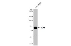 Invitrogen DDX4 Polyclonal Antibody 100 &mu;L; Unconjugated:Antibodies,