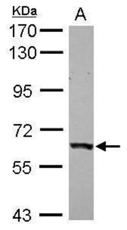 Invitrogen P4HTM Polyclonal Antibody 100 &mu;L; Unconjugated:Antibodies,