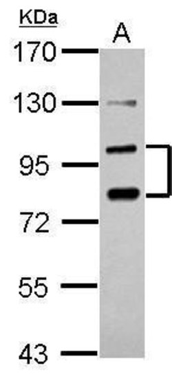 Invitrogen PCDHA6 Polyclonal Antibody 100 &mu;L; Unconjugated:Antibodies,