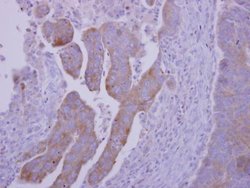 Invitrogen RNF23 Polyclonal Antibody 100 &mu;L; Unconjugated:Antibodies,