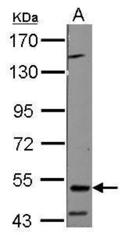 Invitrogen RNF23 Polyclonal Antibody 100 &mu;L; Unconjugated:Antibodies,