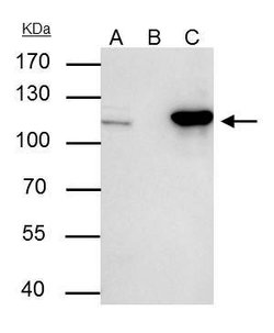 Invitrogen NUP107 Polyclonal Antibody 100 &mu;L; Unconjugated:Antibodies,