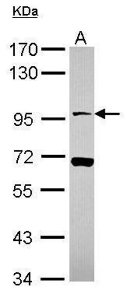 Invitrogen NLGN4X Polyclonal Antibody 100 &mu;L; Unconjugated:Antibodies,