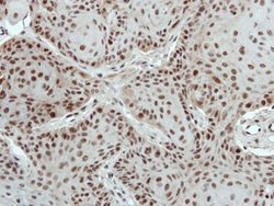 Invitrogen PTBP2 Polyclonal Antibody 100 &mu;L; Unconjugated:Antibodies,