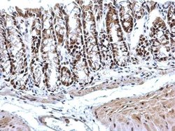 Invitrogen PTBP2 Polyclonal Antibody 100 &mu;L; Unconjugated:Antibodies,