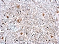 Invitrogen PTBP2 Polyclonal Antibody 100 &mu;L; Unconjugated:Antibodies,