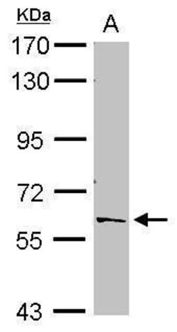 Invitrogen PTBP2 Polyclonal Antibody 100 &mu;L; Unconjugated:Antibodies,
