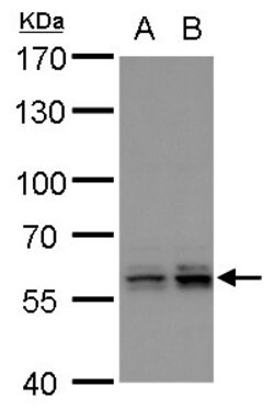Invitrogen PTBP2 Polyclonal Antibody 100 &mu;L; Unconjugated:Antibodies,