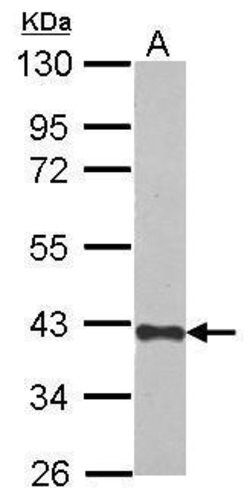 Invitrogen CREBZF Polyclonal Antibody 100 &mu;L; Unconjugated:Antibodies,