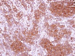 Invitrogen CIDEC Polyclonal Antibody 100 &mu;L; Unconjugated:Antibodies,