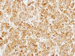 Invitrogen SIL1 Polyclonal Antibody 100 &mu;L; Unconjugated:Antibodies,