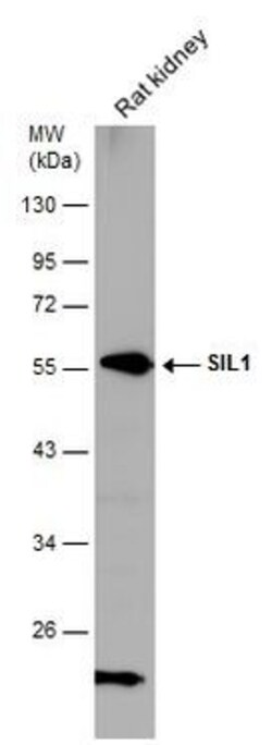Invitrogen SIL1 Polyclonal Antibody 100 &mu;L; Unconjugated:Antibodies,