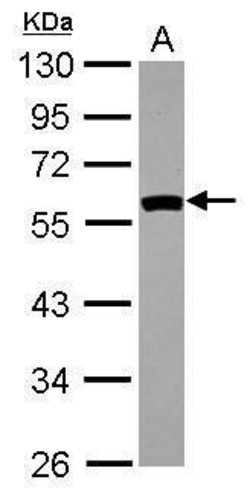 Invitrogen SIL1 Polyclonal Antibody 100 &mu;L; Unconjugated:Antibodies,