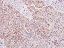 Invitrogen SIL1 Polyclonal Antibody 100 &mu;L; Unconjugated:Antibodies,