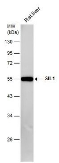 Invitrogen SIL1 Polyclonal Antibody 100 &mu;L; Unconjugated:Antibodies,