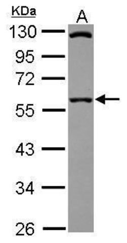 Invitrogen SIL1 Polyclonal Antibody 100 &mu;L; Unconjugated:Antibodies,