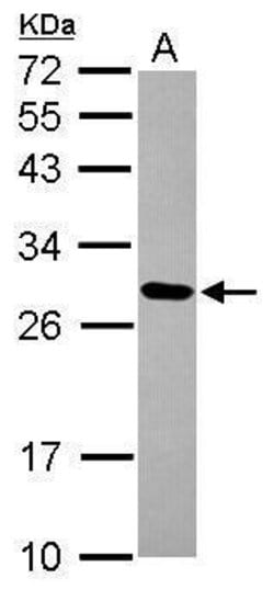 Invitrogen MRPL9 Polyclonal Antibody 100 &mu;L; Unconjugated:Antibodies,