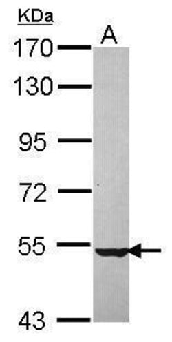 Invitrogen NPEPL1 Polyclonal Antibody 100 &mu;L; Unconjugated:Antibodies,