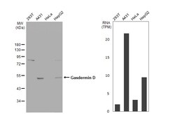 Invitrogen GSDMD Polyclonal Antibody 100 &mu;L | Buy Online | Invitrogen&trade; | Fisher Scientific