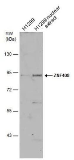 Invitrogen ZNF408 Polyclonal Antibody 100 &mu;L; Unconjugated:Antibodies,