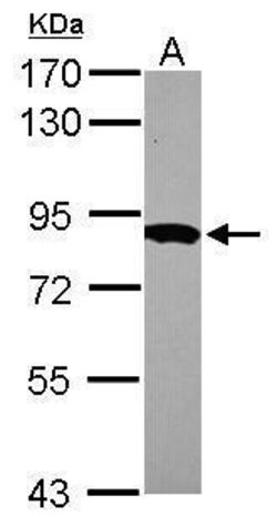 Invitrogen HPS6 Polyclonal Antibody 100 &mu;L; Unconjugated:Antibodies,