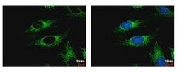 Invitrogen WDR61 Polyclonal Antibody 100 &mu;L; Unconjugated:Antibodies,