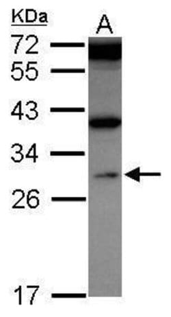 Invitrogen WDR61 Polyclonal Antibody 100 &mu;L; Unconjugated:Antibodies,